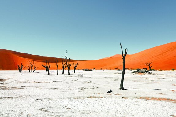 Trockene bäume in einer sandigen wüste