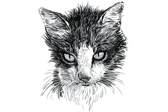 Skizze einer schwarz-weißen katze