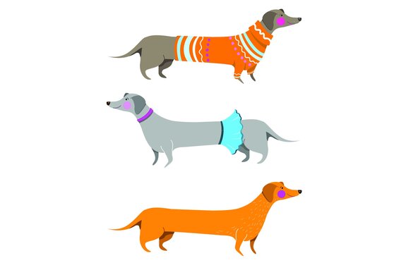 Dackel in kleidung auf weißem hintergrund