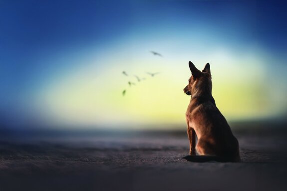 Großer hund am strand vor dem meer