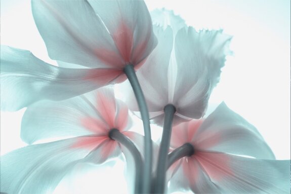 Pastellfarbene 3d-tulpen