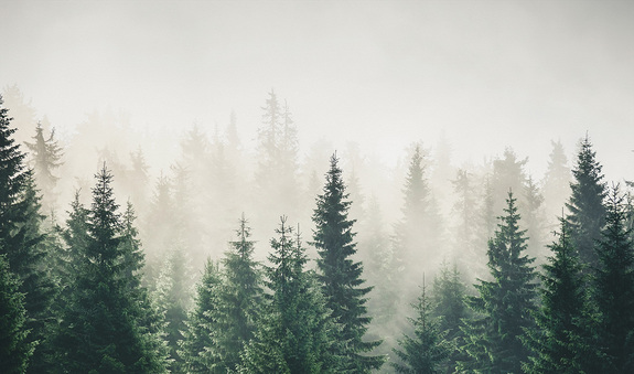 Dunkelgrüner nadelwald im nebel