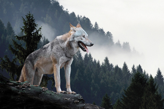 Wolf vor nebliger bewaldeter landschaft