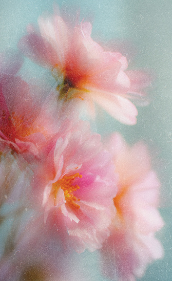 Unscharfes foto von kirschblüten