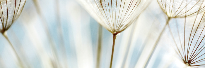 Nahaufnahme von löwenzahnsamen im licht