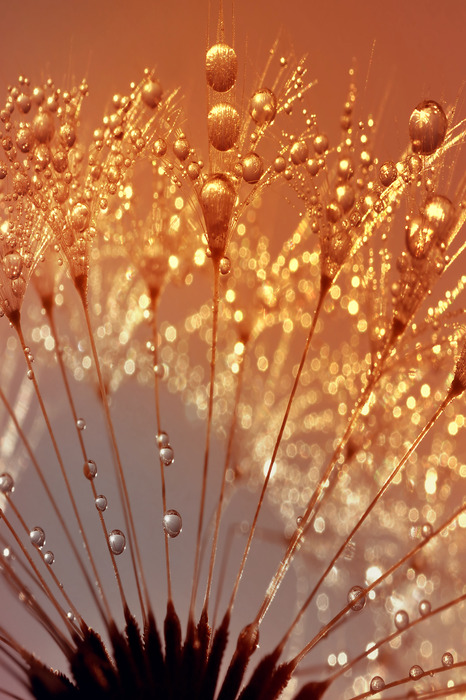 Makroaufnahme eines löwenzahns mit tropfen im goldenen licht