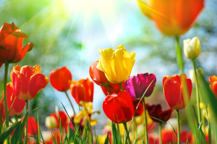 Bunte tulpen in der sonne auf einer frühlingswiese