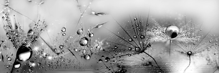 Löwenzahn mit tau in monochromem stil