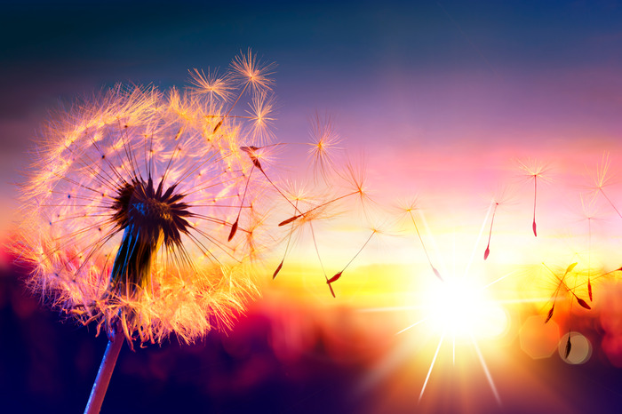 Umherfliegende löwenzahnsamen in der abenddämmerung