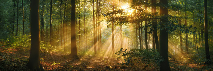 Morgenlicht zwischen den bäumen im wald