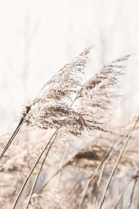 Beige gräser, die im wind auf dem feld wehen