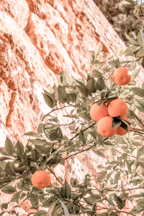 Zitrusbaum mit clementinen