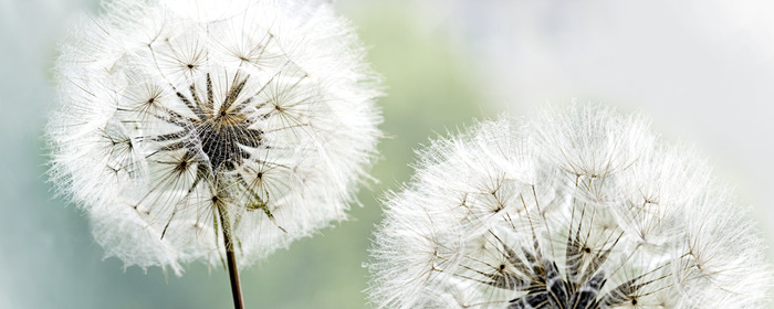 Leichte löwenzahnblüten in natürlichen lichttönen