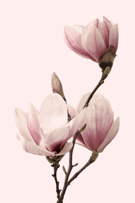 Magnolienzweig mit knospen auf rosa hintergrund