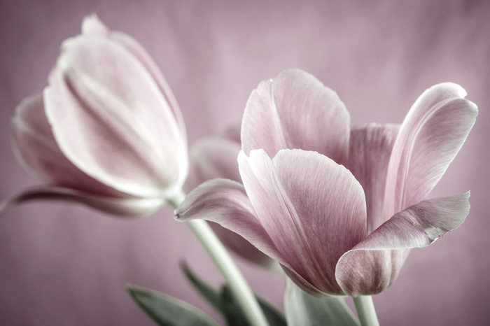 Zarte tulpen in pastelltönen