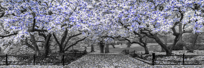 Magnolienbäume in kühlen blautönen