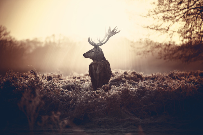 Ein männlicher hirsch vor dem hintergrund der morgendämmerung