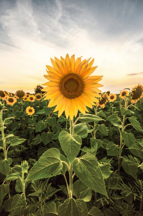 Eine sonnenblume im vordergrund, im hintergrund ein sonnenblumenfeld.