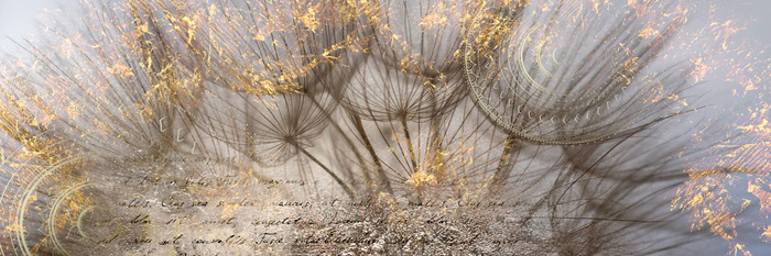 Goldene löwenzahnblüten mit text auf hellem hintergrund