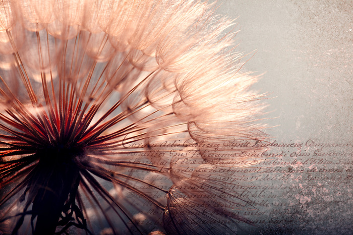 Rosa und bernsteinfarbene pusteblume mit inschrift im hintergrund