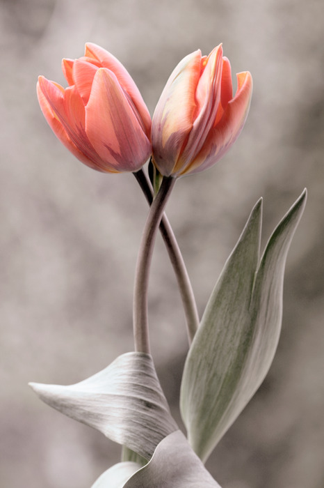 Zwei rosa tulpen vor verschwommenem grauen hintergrund