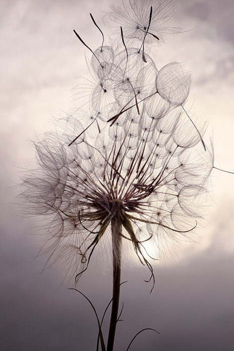 Ein leuchtender löwenzahn vor dem himmel