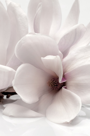 Blooming light (1 part) vertical