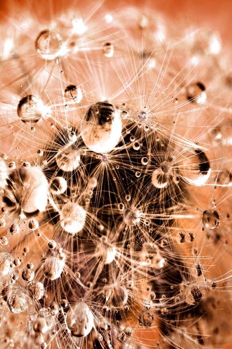 Makrofotografie eines mit tau bedeckten löwenzahns