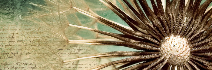 Makrofotografie von löwenzahnsamen auf grünem und beigem hintergrund