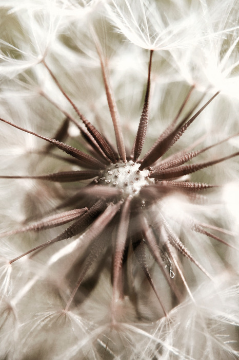 Die struktur von löwenzahnsamen in cremetönen