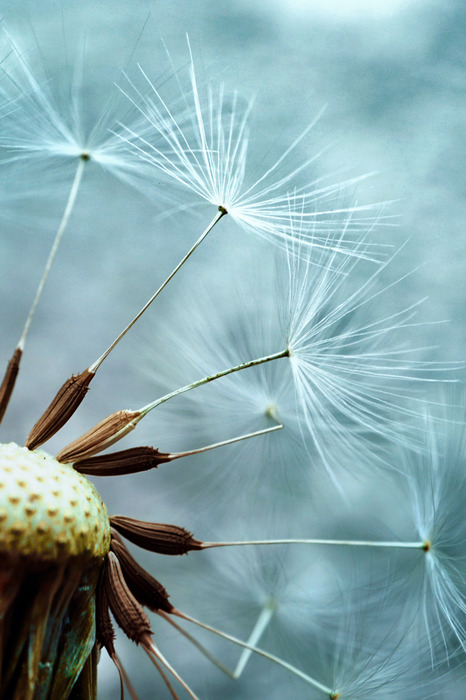 Kühlfarbige löwenzahnsamen