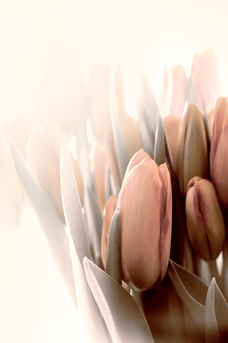 Zarte tulpen in beige- und rosatönen