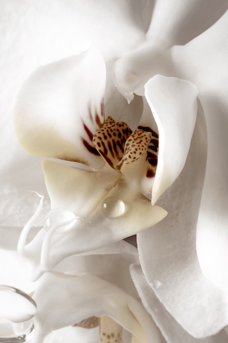 Weiße blüte mit einem tropfen wasser