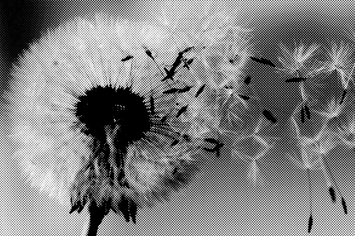 Schwarzer und weißer löwenzahn im wind