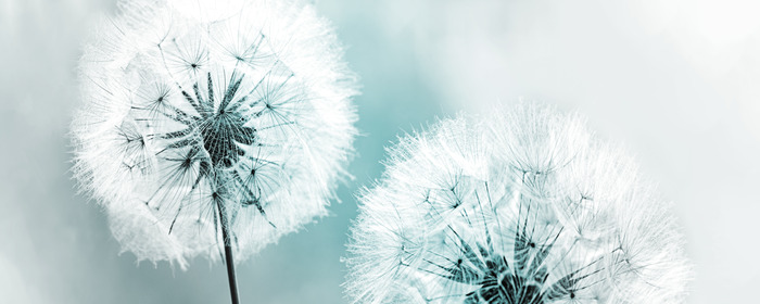 Zwei löwenzahnblüten vor einem kühlen blauen hintergrund