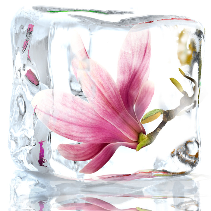 Eine magnolienblüte, eingeschlossen in klarem eis