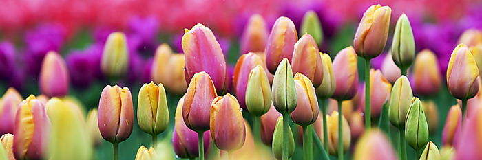 Knospen von rosa und gelben tulpen vor dem hintergrund eines blumenbeets
