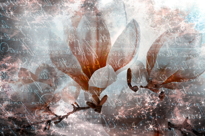 Magnolienblüten vor dem hintergrund dekorativer inschriften