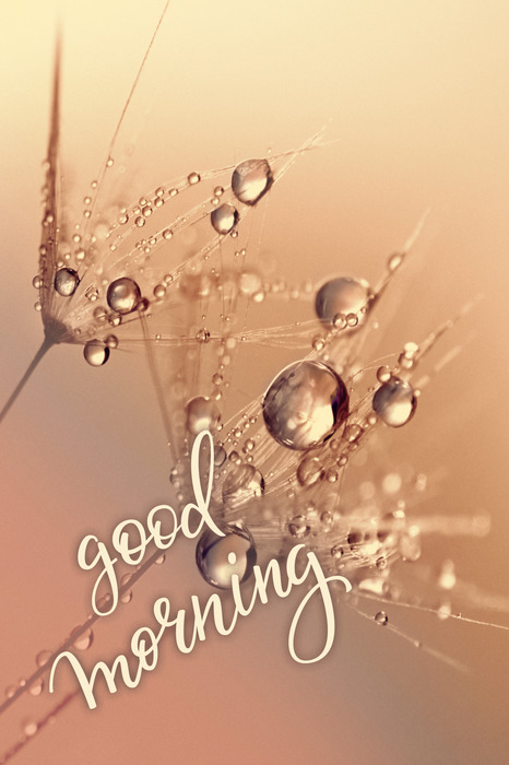 Beige löwenzahnblüten mit tau und den worten „guten morgen“