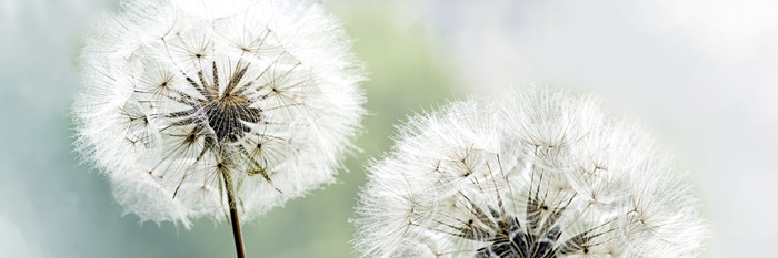 Nahaufnahme von flauschigen löwenzahnblüten in der sonne
