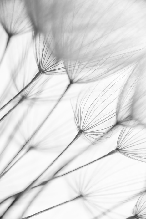 Minimalistische löwenzahnblüten in grautönen