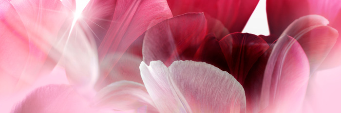 Rosa tulpenblätter im sanften licht