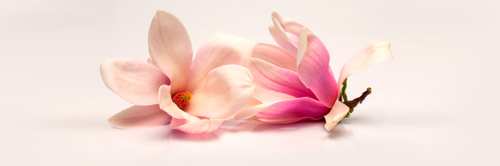 Liegende magnolienblüten in pastelltönen