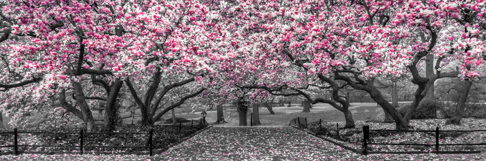 Blühende magnolienbäume entlang eines steinwegs