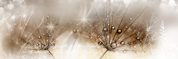 Drops of dew (1 part) brown narrow