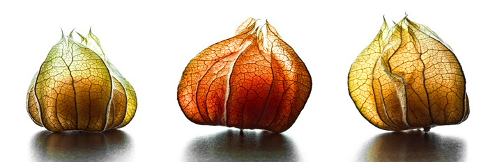 Physalis-früchte in verschiedenen farben