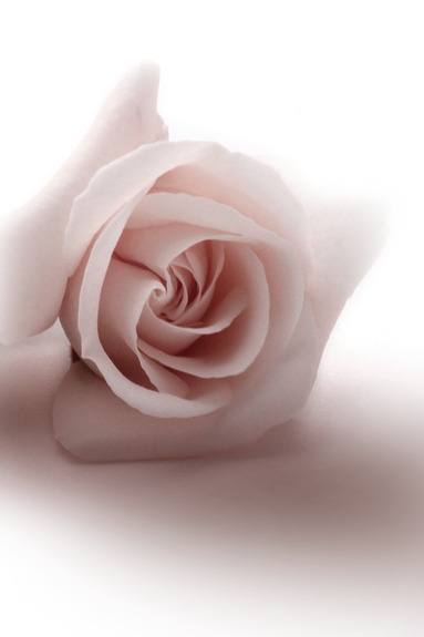 Floral glamour glow (1-part) - delicate and pastel pink rose