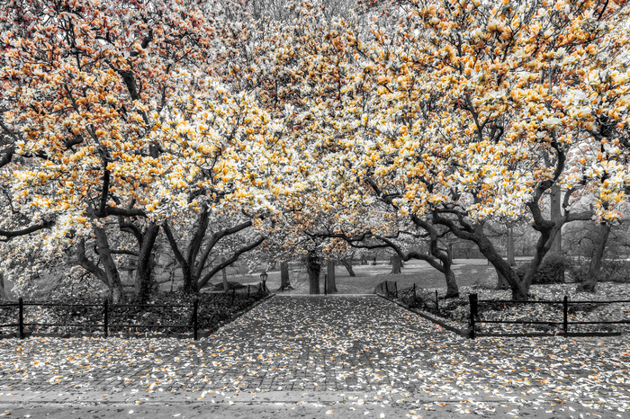 Park magnolienbäume in gelbtönen
