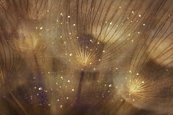 Golden dandelions (1 part) wide