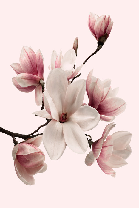 Ein blühender magnolienzweig in zartem rosa